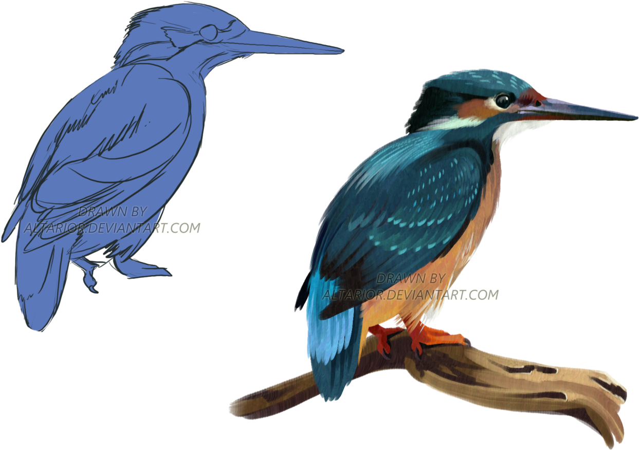 Kingfisher By Altarior Kingfisher By Altarior - Water Bird (1280x899)
