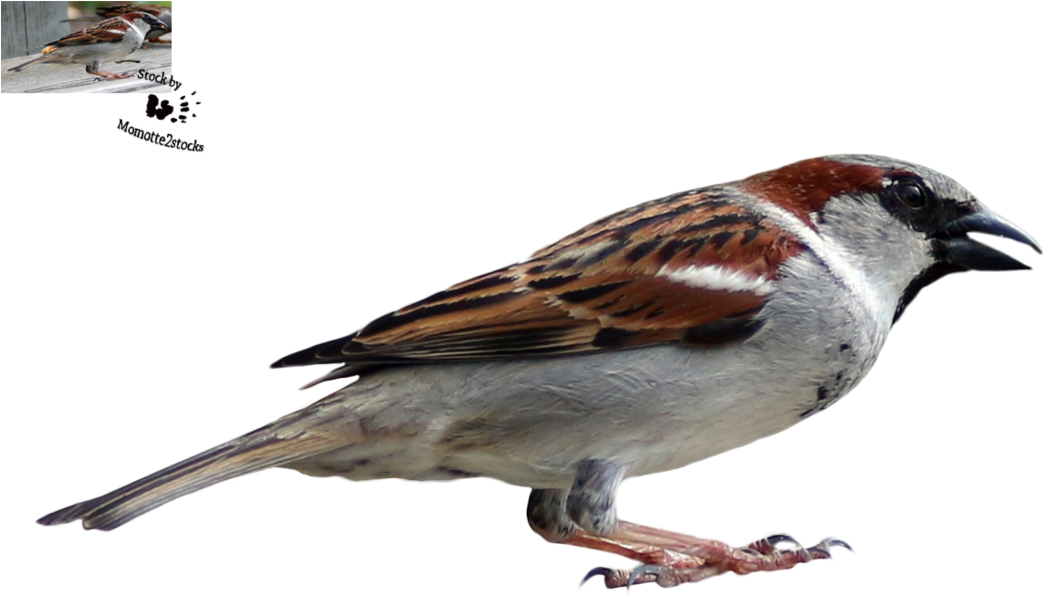 Sparrow Png (1095x730)