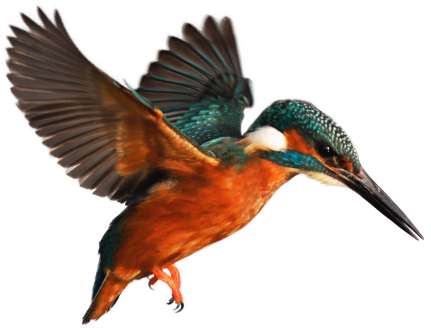 Swimming Lessons, Glasgow - Swimming Lessons, Glasgow (1000x1000)