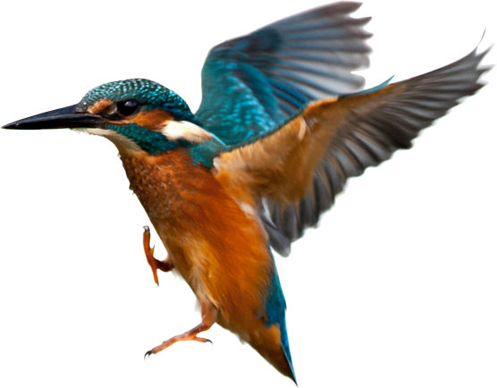 Kingfisher - Kingfisher (556x434)
