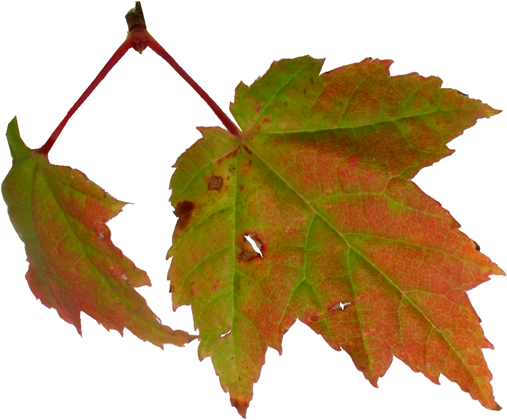 Maple Leaf Autumn Clip Art - Maple Leaf Autumn Clip Art (1528x1011)