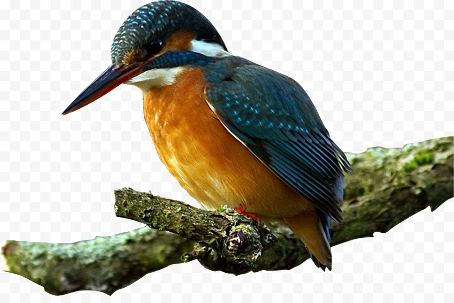 Kingfisher Bird Transparent Images - Note Cards (pk Of 20) (900x600)