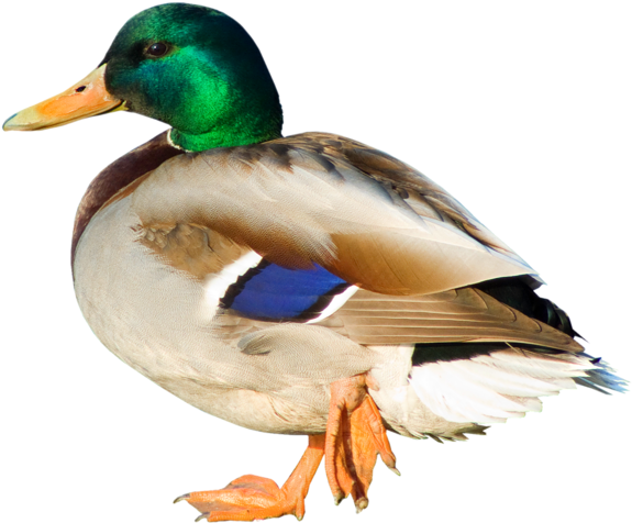 Pato Png Imagen - Duck Png Transparent (600x496)