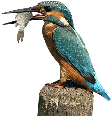 Kingfisher Png By Lg-design - D Oiseau Qui Mange Des Poisson (720x480)