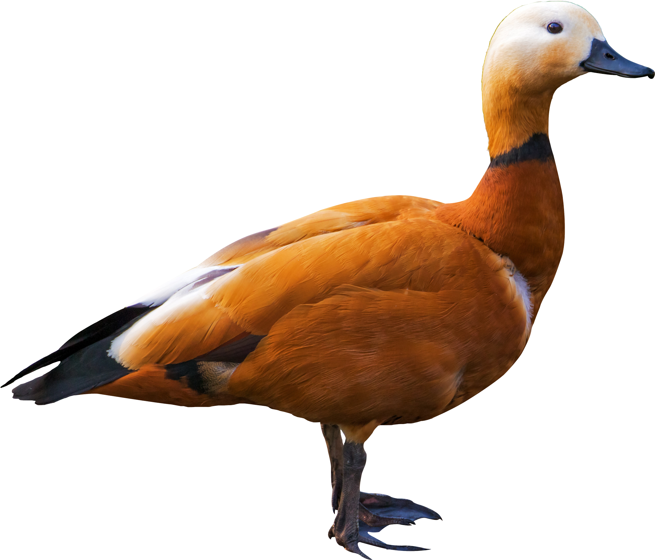 Shelduck Png Transparent Image - Bird Png (2300x1980)