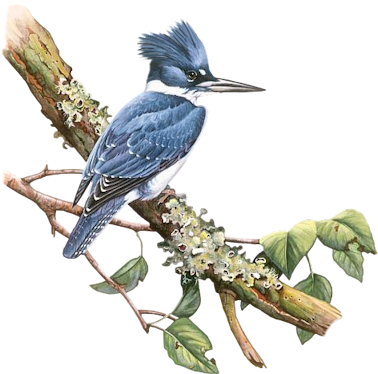 Bd-27 - Portable Network Graphics (400x400)