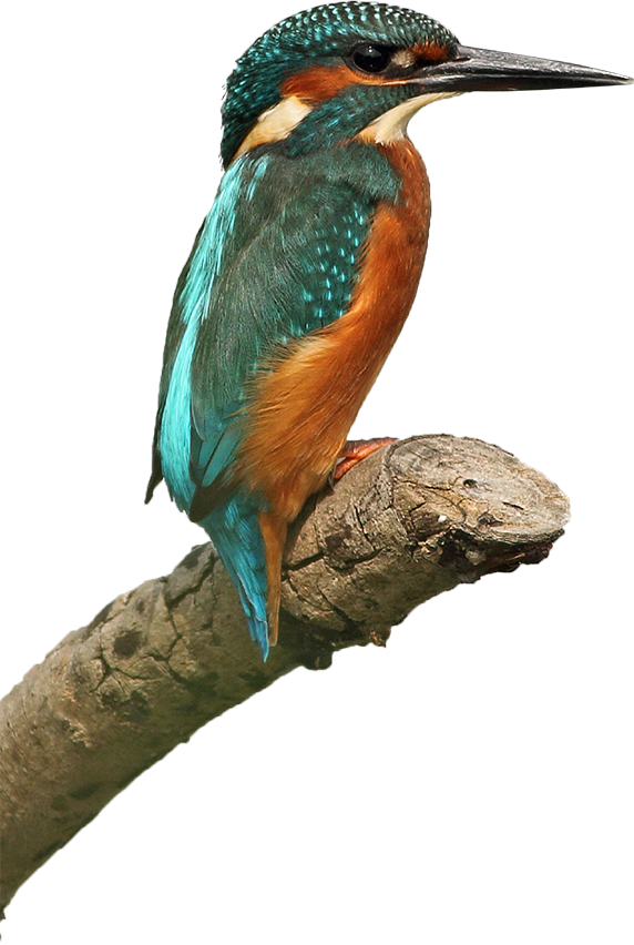 This Publication Was Designed To Reach Out To New And - Coraciiformes (572x852)