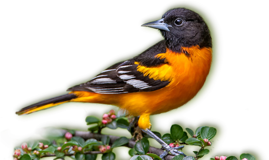 Baltimore Orioles - Baltimore Oriole Bird Png (596x319)