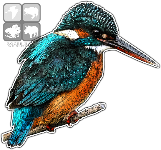 Common Kingfisher Art Decal - Kingfishers Of The World Greeting Card (547x510)