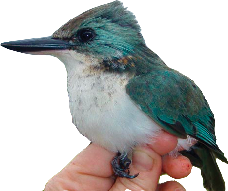 Graduate Student <strong>erica Spotswood's</strong> - Society Kingfisher (466x466)