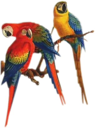 Parrots-three - Parrots On Branch Png (305x409)