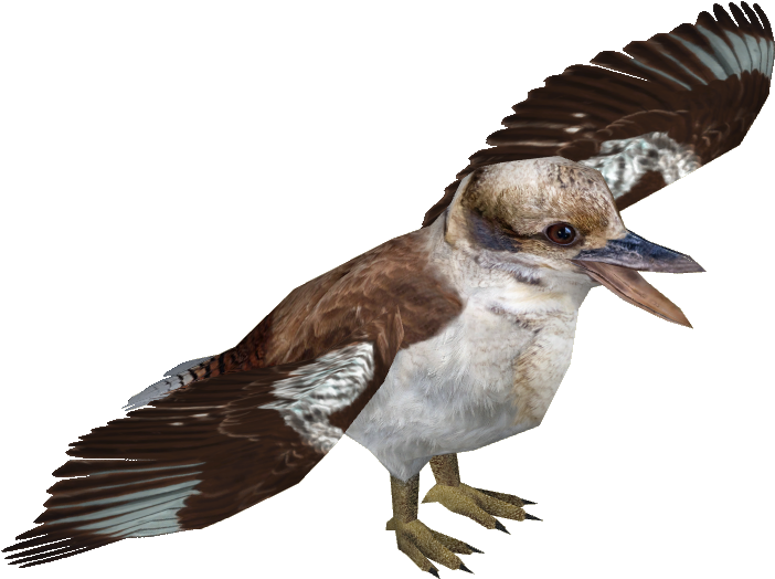 Laughing Kookaburra - Laughing Kookaburra (701x701)
