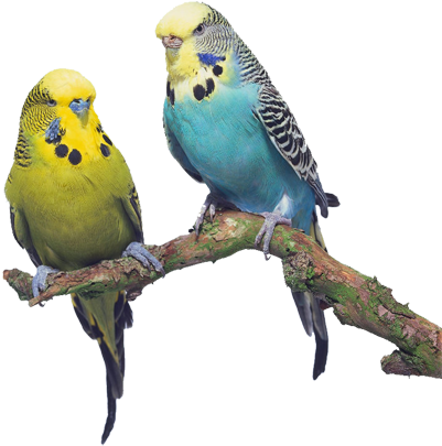 Pássaros Em Png E Hd (425 - Periquito Australiano Png (425x438)