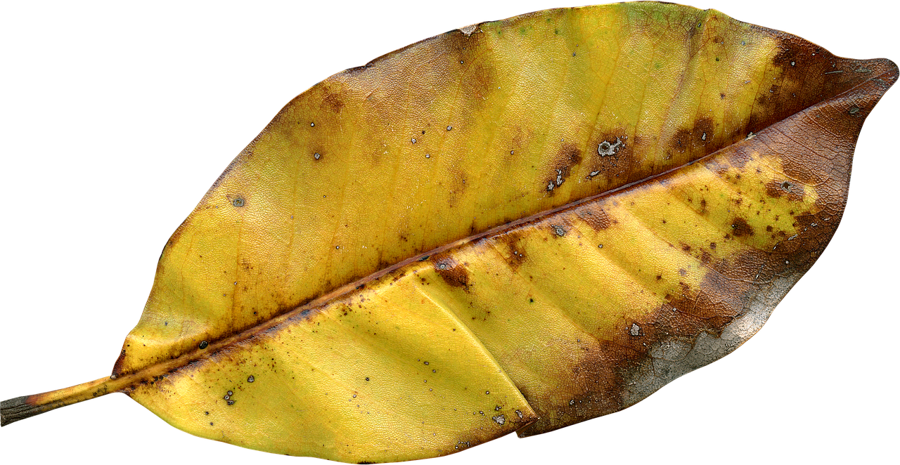 Leaf Fall Autumn Fall Leaves Png Image - Leaf Fall Autumn Fall Leaves Png Image (1280x662)
