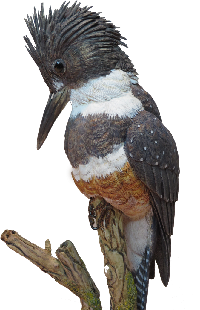 Kingfisher Cutout 800×1,067 Pixels - Kingfisher Cutout 800×1,067 Pixels (800x1067)