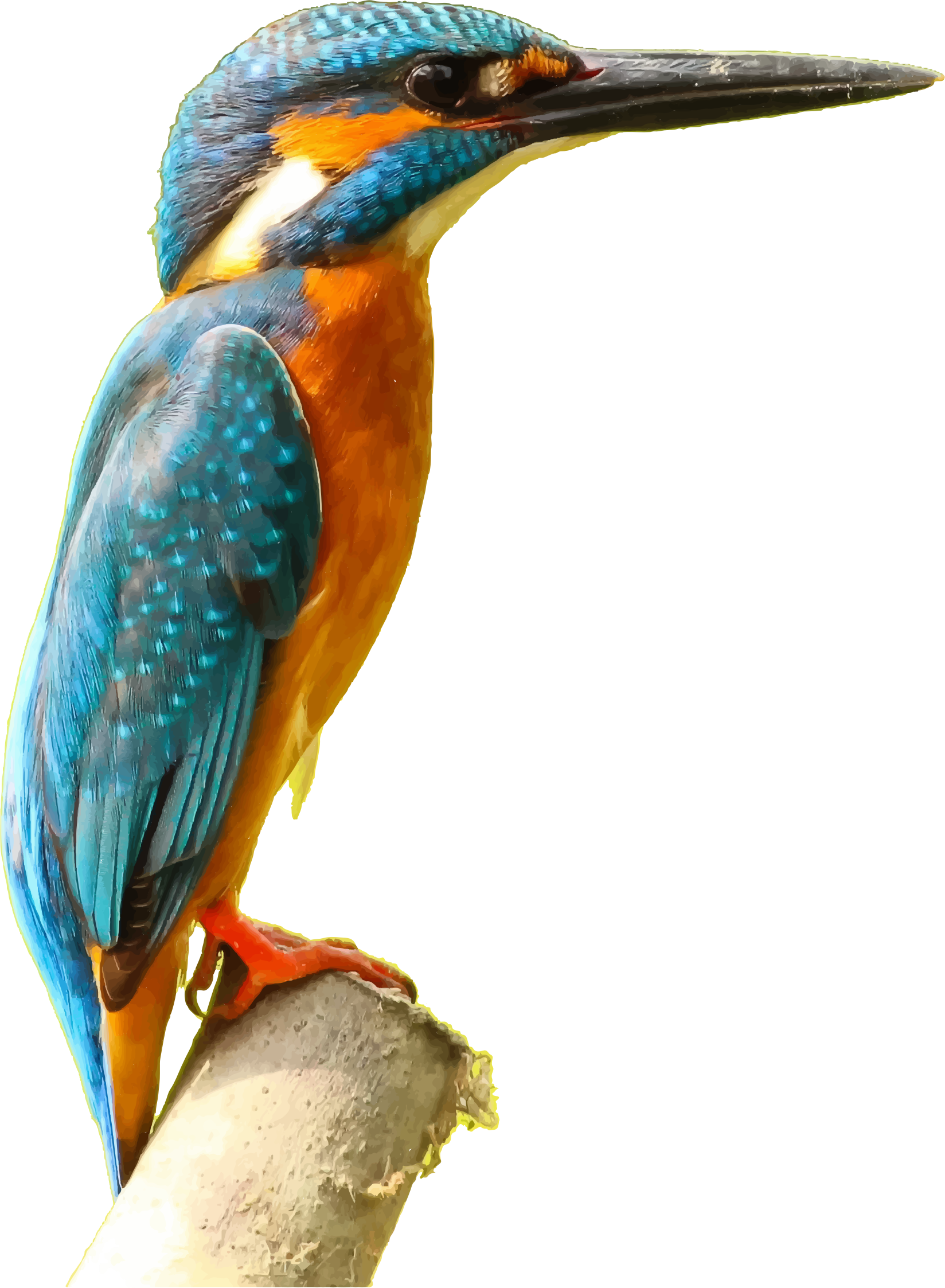 Kingfisher Png Picture - Kingfisher Transparent (1648x2246)