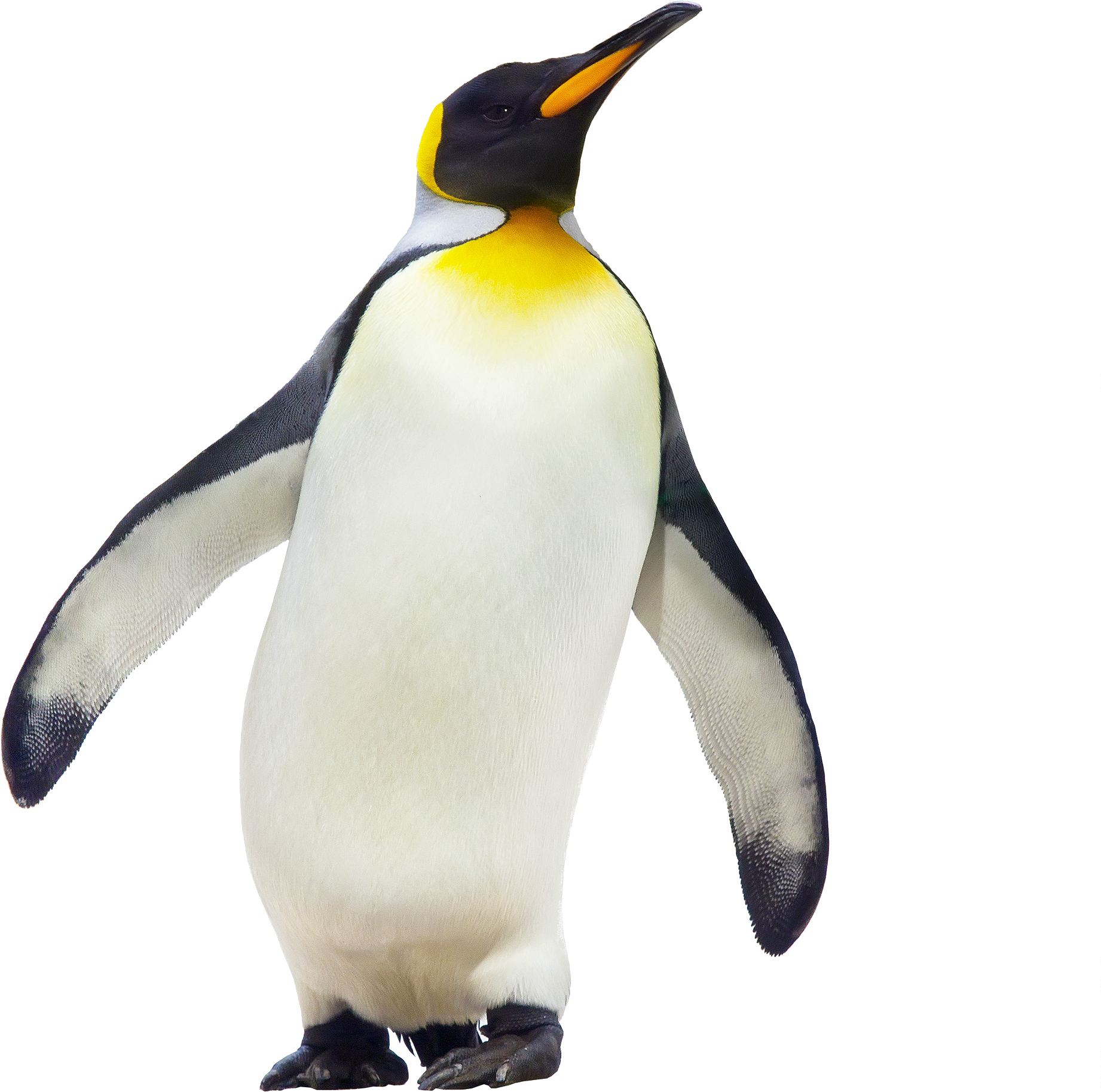 Nice Image Of Penguin - Mr Popper's Penguins Greta (2000x2500)