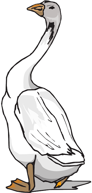 Feet, White, Bird, Wings, Walking, Goose, Feathers - Angsa Clipart Black And White (320x640)