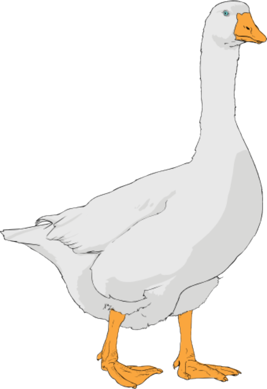 167 × 240 Pixels - Clip Art Goose (548x800)
