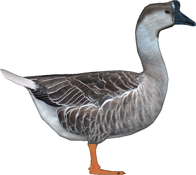 Goosechinese Jimmyzhoopz - Chinese Goose Png (814x725)