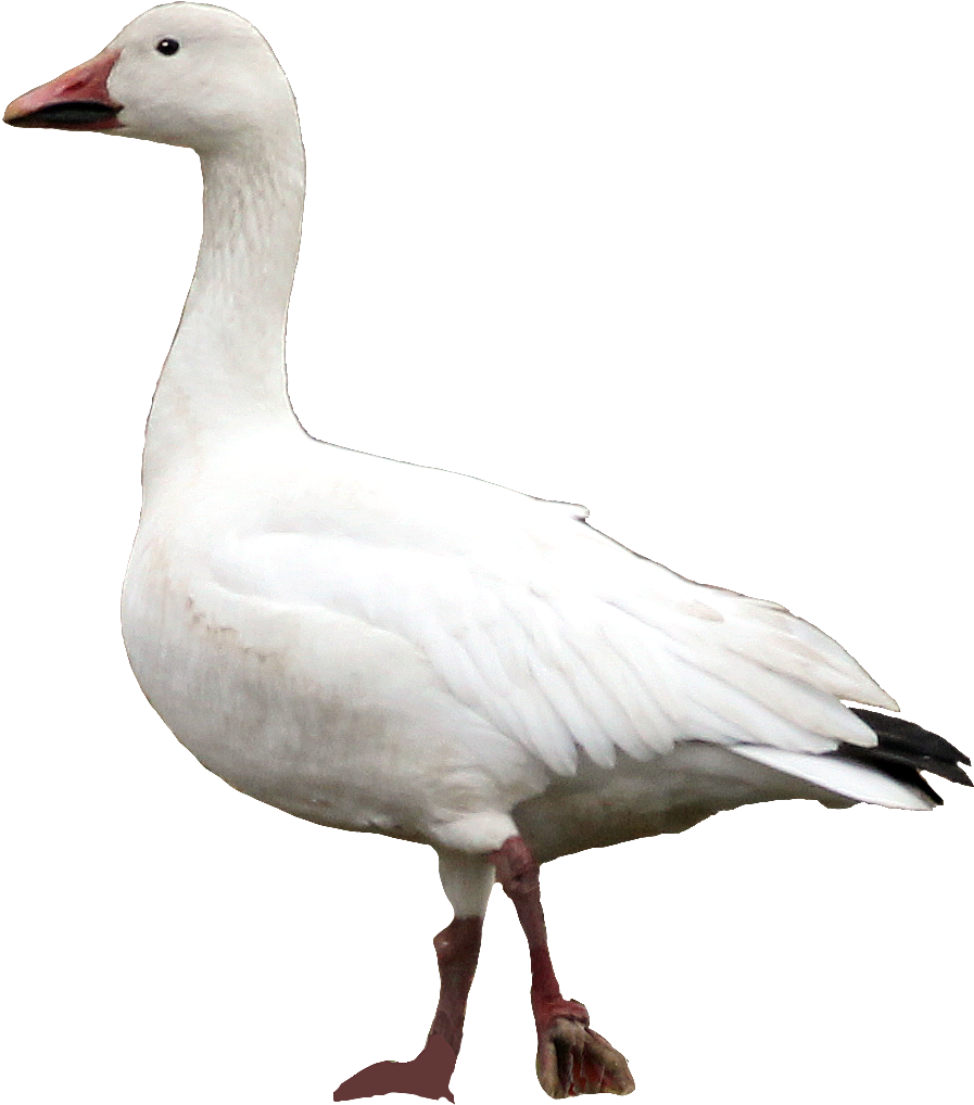 Snow Goose Ny 16mar13 Kjm 6440-897 A Cutout - New York (927x1060)