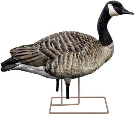 **holiday Sale**axf Flocked Honker Walker Canada Goose - Avian-x Fusion Honker Pack Decoys 9006 (568x600)