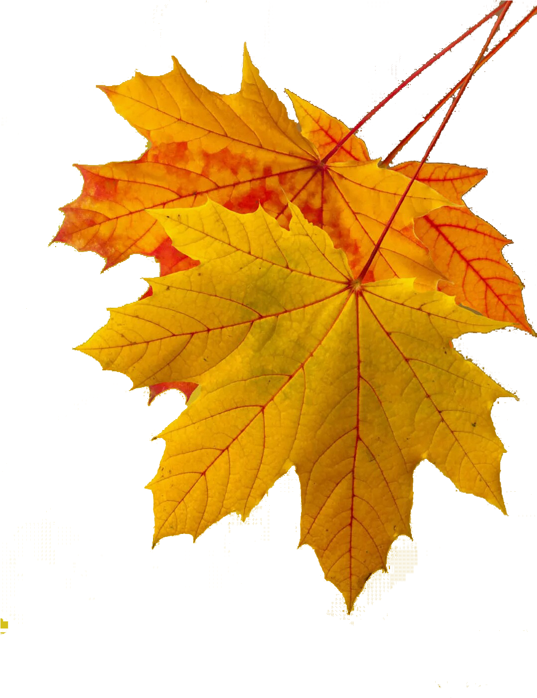 Maple Leaf Autumn Leaf Color Yellow - Annulment: A Step-by-step Guide For Divorced Catholics (1080x1920)