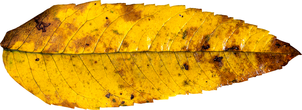 Leaf Autumn Fall Autumn Leaf Png Image - Autumn Leaf Png Yellow (1280x467)