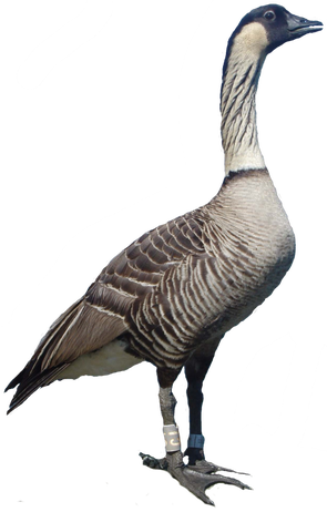 Picture - Nene Hawaiian Goose Transparent Gif (295x462)