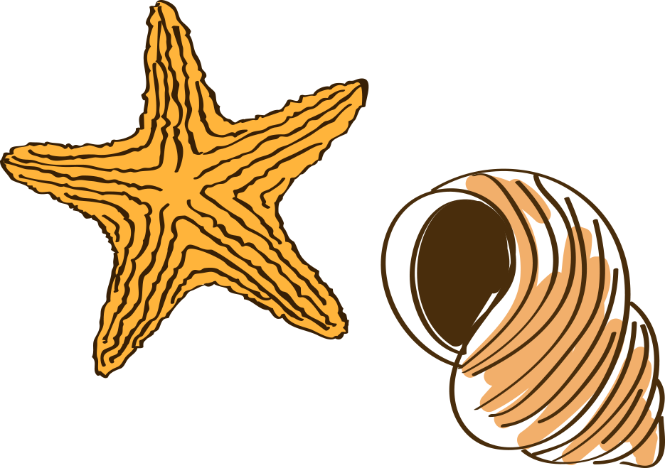 Cartoon Drawing Starfish - Drawing (935x659)