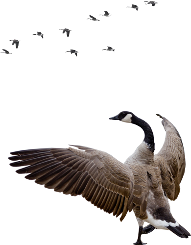 Free Icons Png - Transparent Geese Png (389x510)