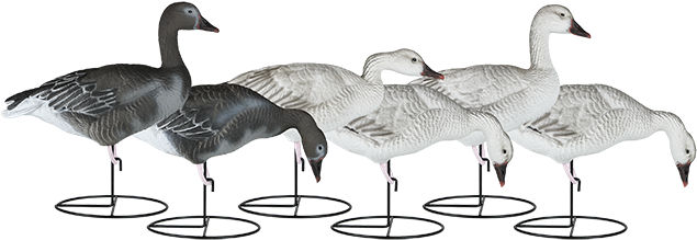 The Snow Goose “migration Stops Here ” - Migration Series (715x356)