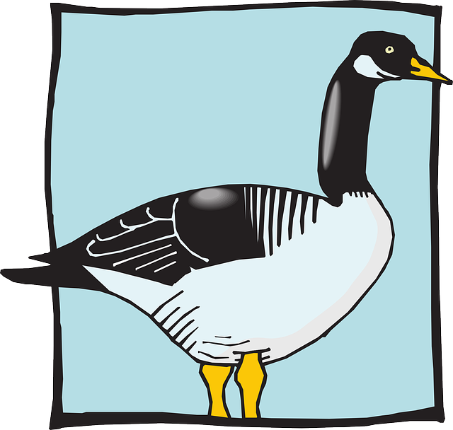 With Blue, Bird, Duck, Background, Wings, Standing, - Bird (640x608)