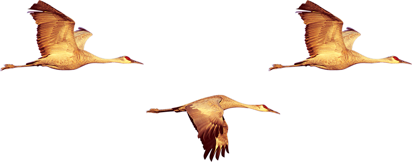 Duck Bird Crane Swan Goose - Duck Bird Crane Swan Goose (1800x1000)