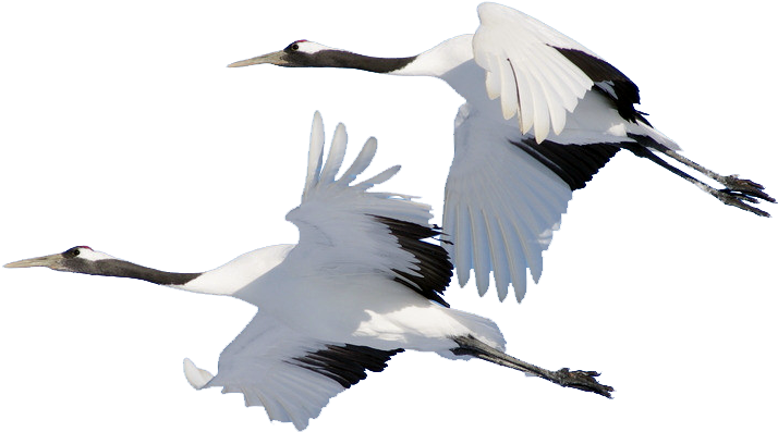 Bird Domestic Goose Cygnini Crane - Bird Domestic Goose Cygnini Crane (813x496)