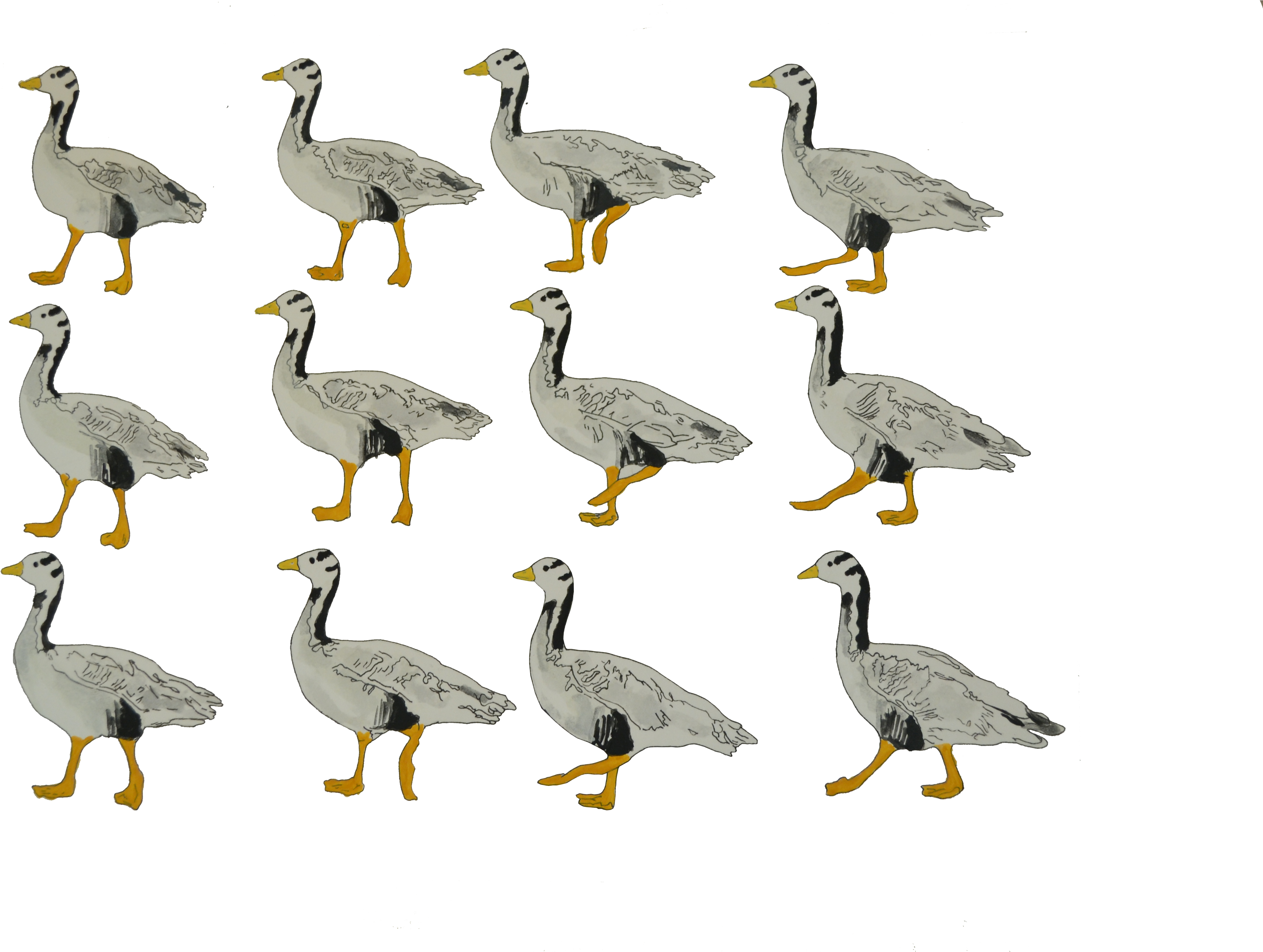 Bar Headed Goose Walking Animation Frames Elephant - Snow Goose (4608x3072)