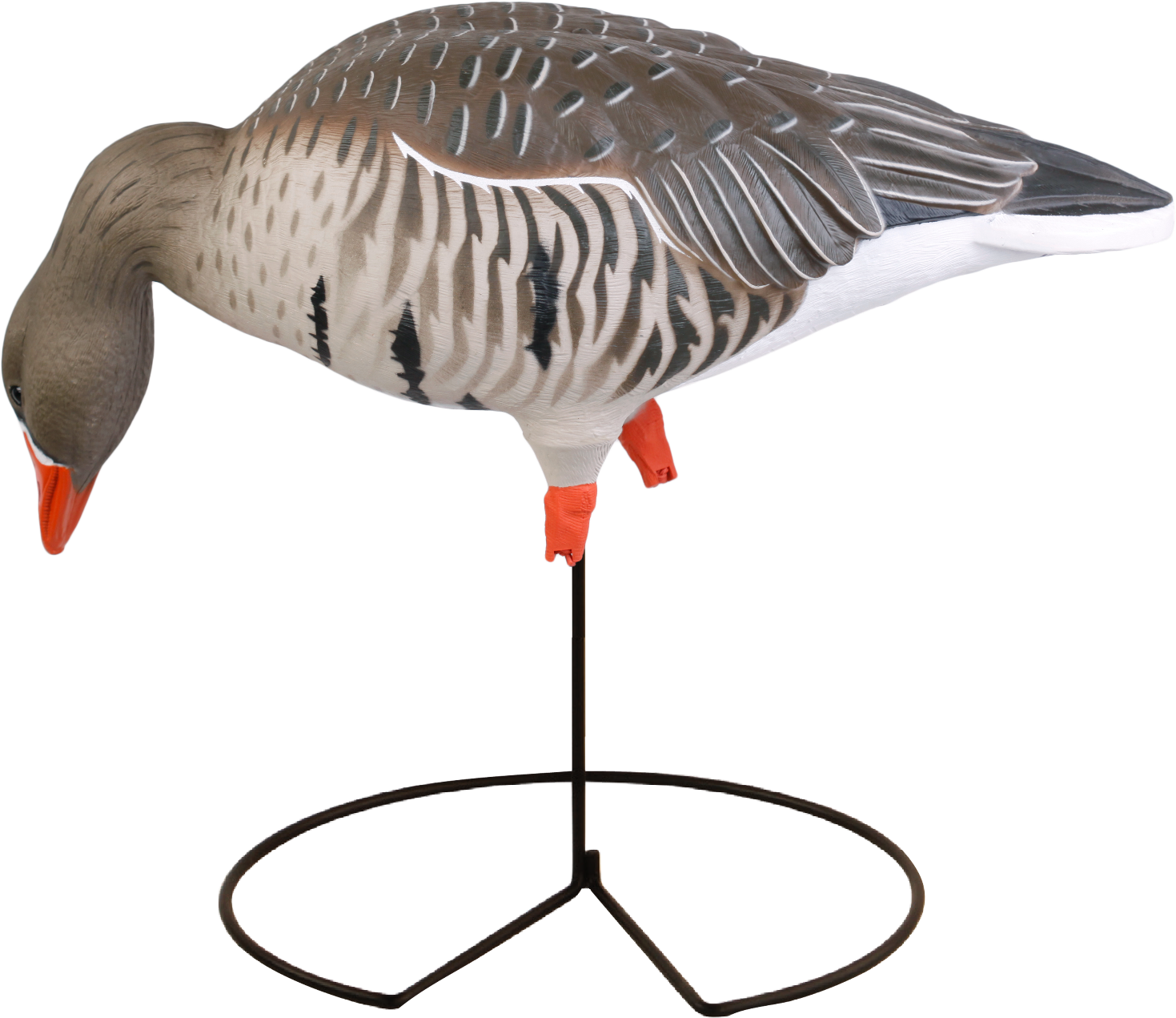 Avery Greenhead Gear Ghg Pro Fb Specklebelly Goose - Greater White-fronted Goose (1600x1485)