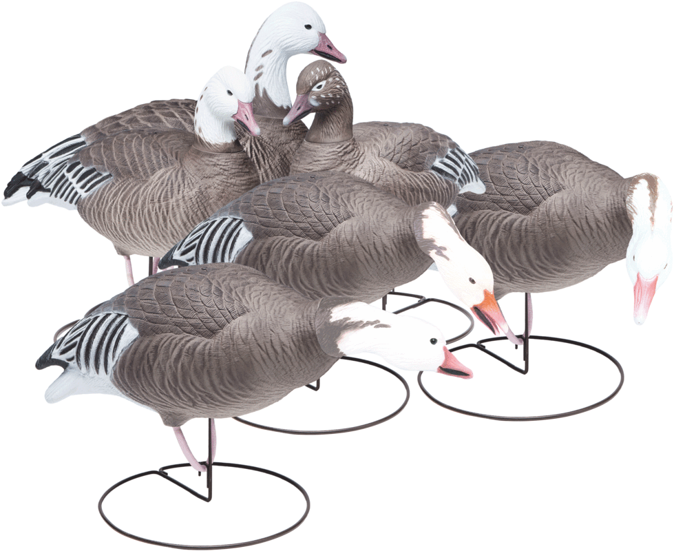 Group Of Six Blue Goose Field Hunting Decoys From Final - Final Approach 474199fa Last Pass (1099x856)
