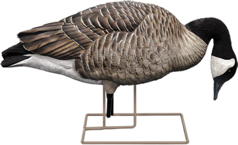 Axp Fusion Honker Decoy Pack - Avian-x Fusion Honker Pack Decoys 9006 (940x587)