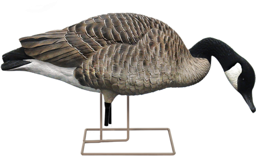 Avian X Axf (940x587)