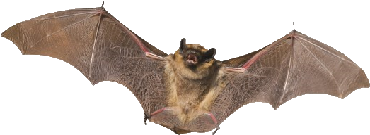 Bat Clipart Real - Bat Mammal (574x240)