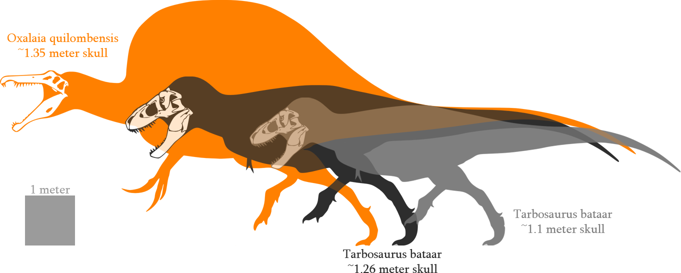 Posted Image - Tarbosaurus Vs Tyrannosaurus Size (1362x546)