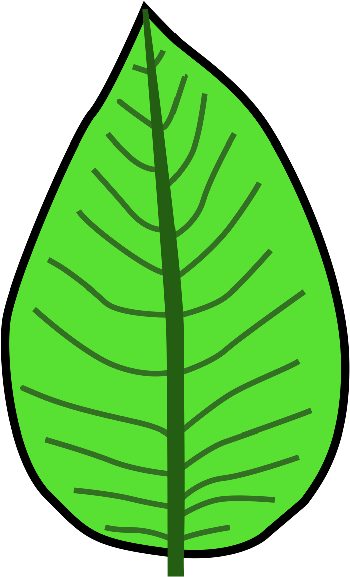 This Image Rendered As Png In Other Widths - Camptodromous Venation (1000x1289)