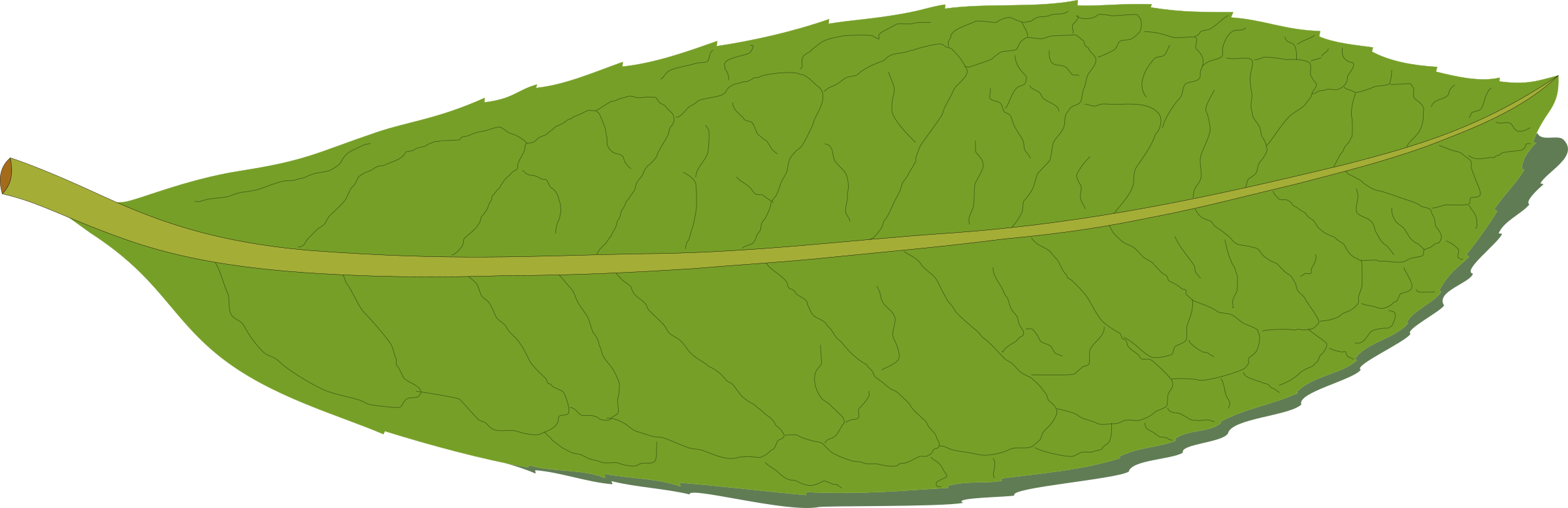 Big Image - Basil Clipart Png (2400x777)