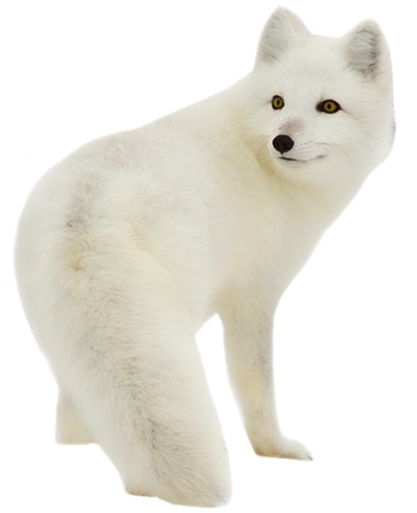 Download Png Image Report - Песец Пнг (512x512)