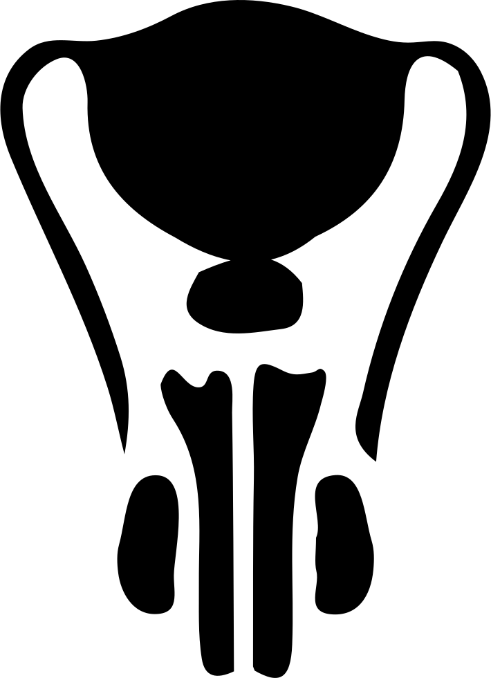 Male Reproductive System Comments - Male Reproductive System Png (710x980)