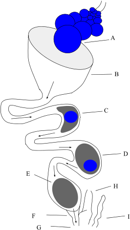 141 × 240 Pixels - Anatomy (283x480)