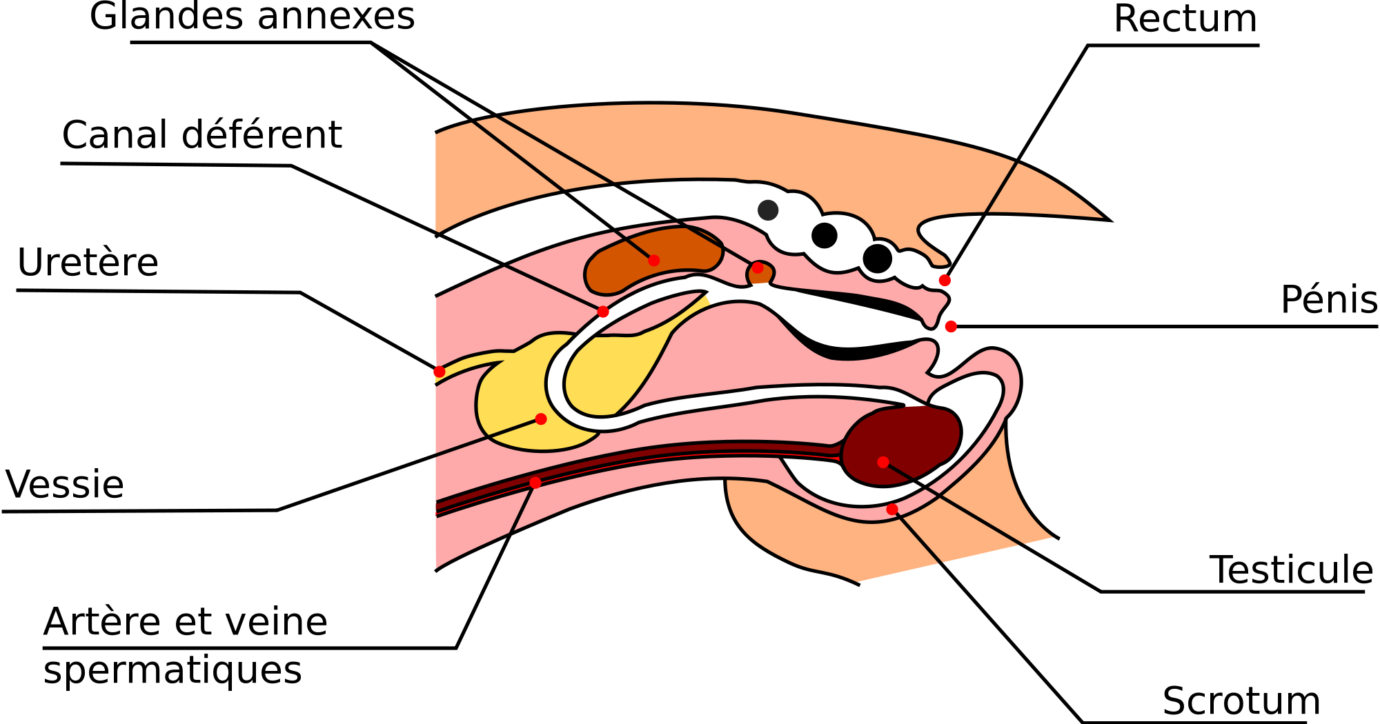 Open - Reproductive System Of A Male Rabbit (2000x1050)