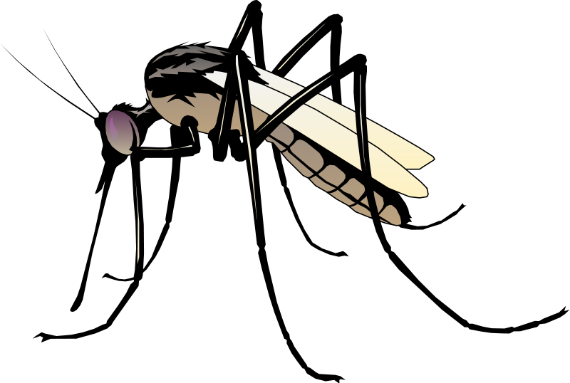 Free Vector Insect - Clip Art Of Mosquito (800x538)