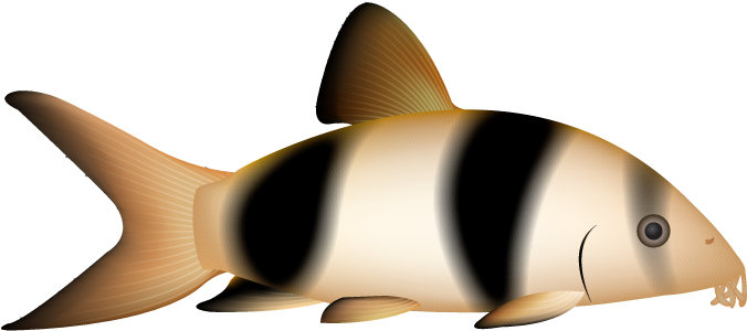 Clown Loach - Clown Loach (700x340)